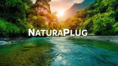 Exploring Naturaplug.com: A Revolutionary Solution for Eco-Friendly Plugging