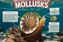 Science from scratch mollusks-virtual field trip answer key​